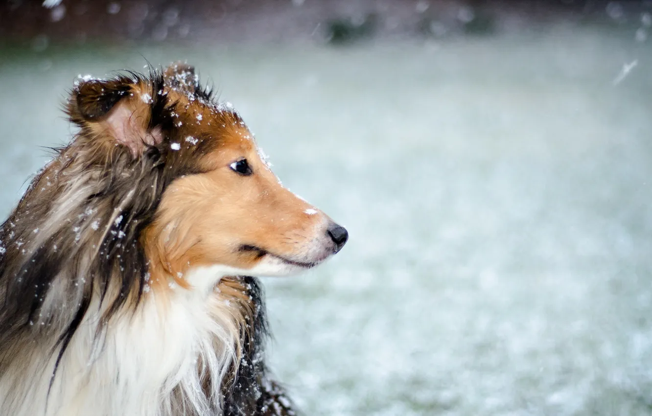 Photo wallpaper snow, each, dog