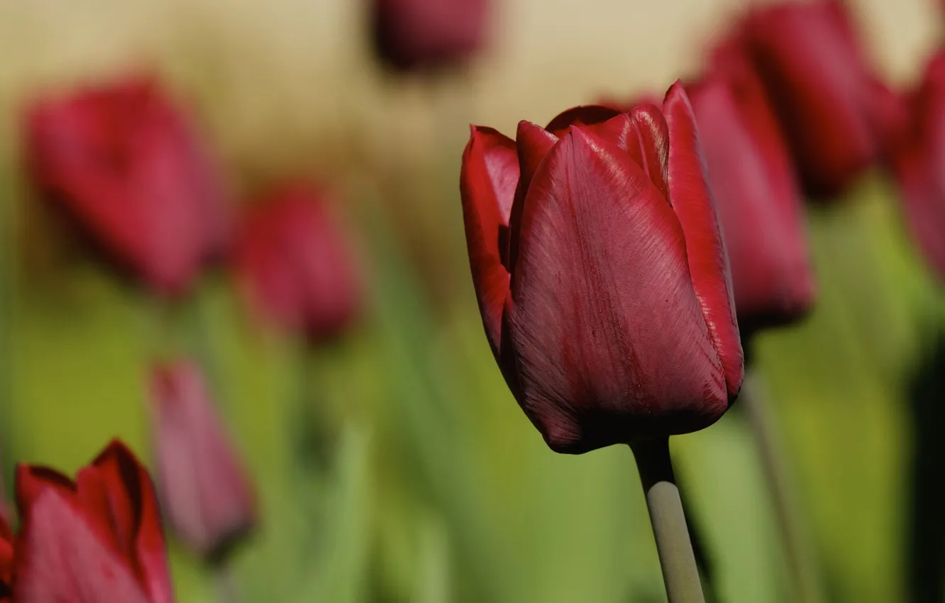 Photo wallpaper tulips, buds, bokeh, Bordeaux