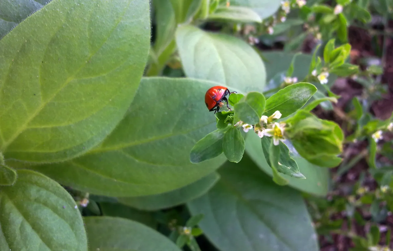 Photo wallpaper greens, grass, flowers, ladybug