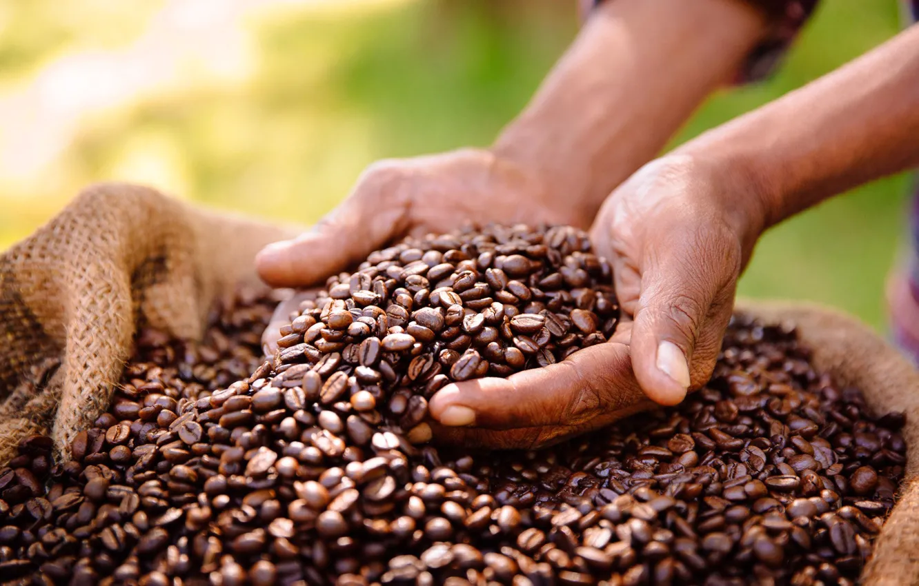 Photo wallpaper coffee, hands, harvest, male, bag, a lot, coffee beans, bokeh