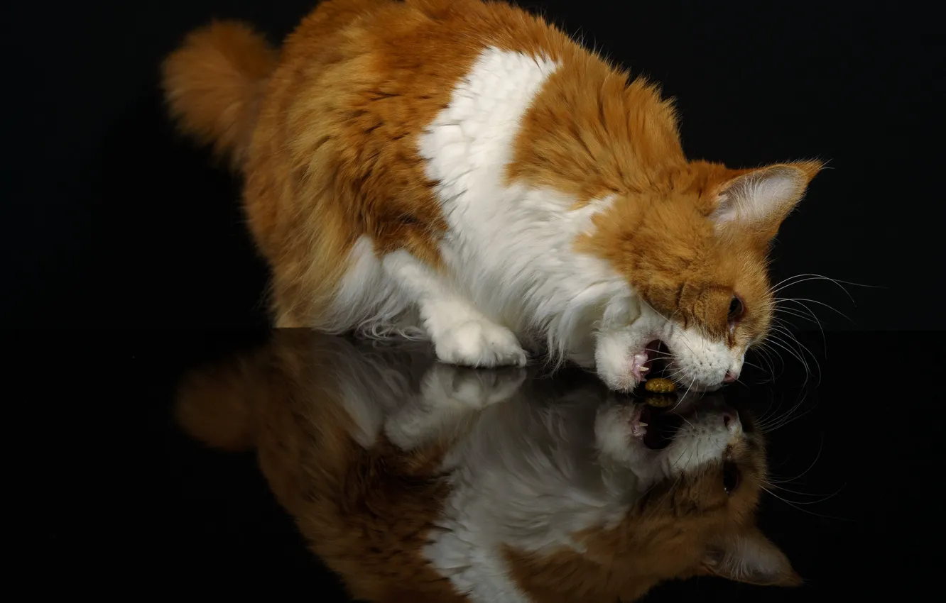 Photo wallpaper cat, cat, look, face, pose, reflection, table, food