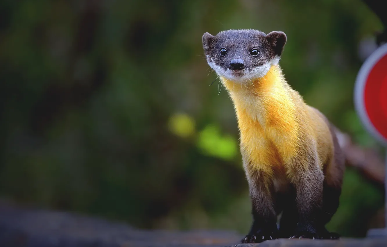 Photo wallpaper look, yellow, background, portrait, marten, Kharza