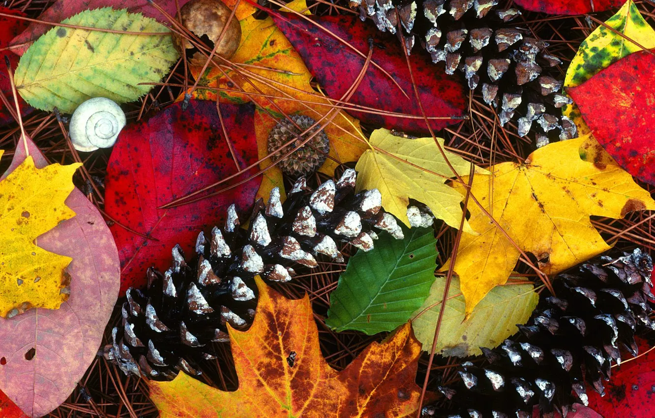 Photo wallpaper autumn, leaves, paint, beauty, bumps