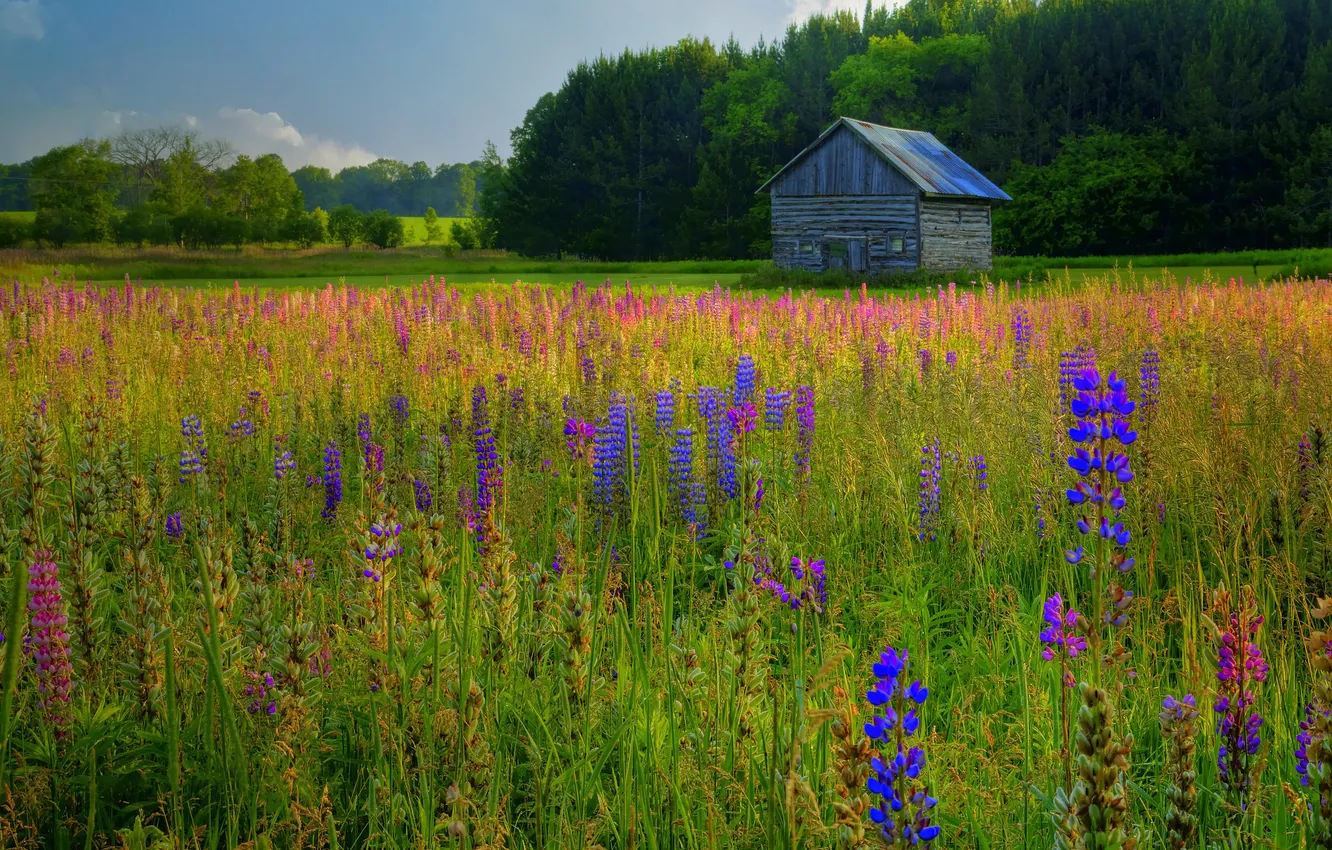 Photo wallpaper greens, field, forest, summer, the sky, flowers, blue, hut