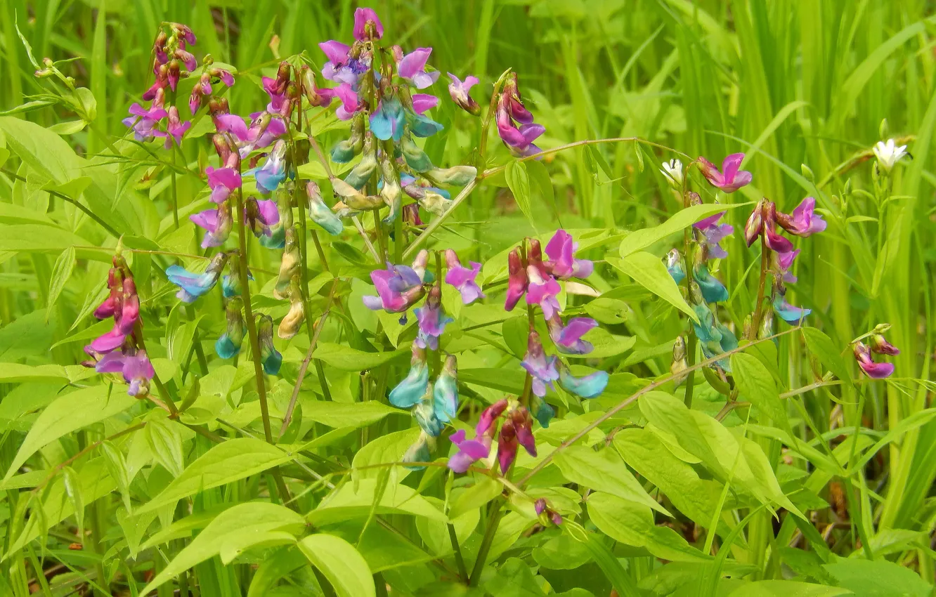 Photo wallpaper grass, flowers, nature, widescreen, Wallpaper, wallpaper, widescreen, background