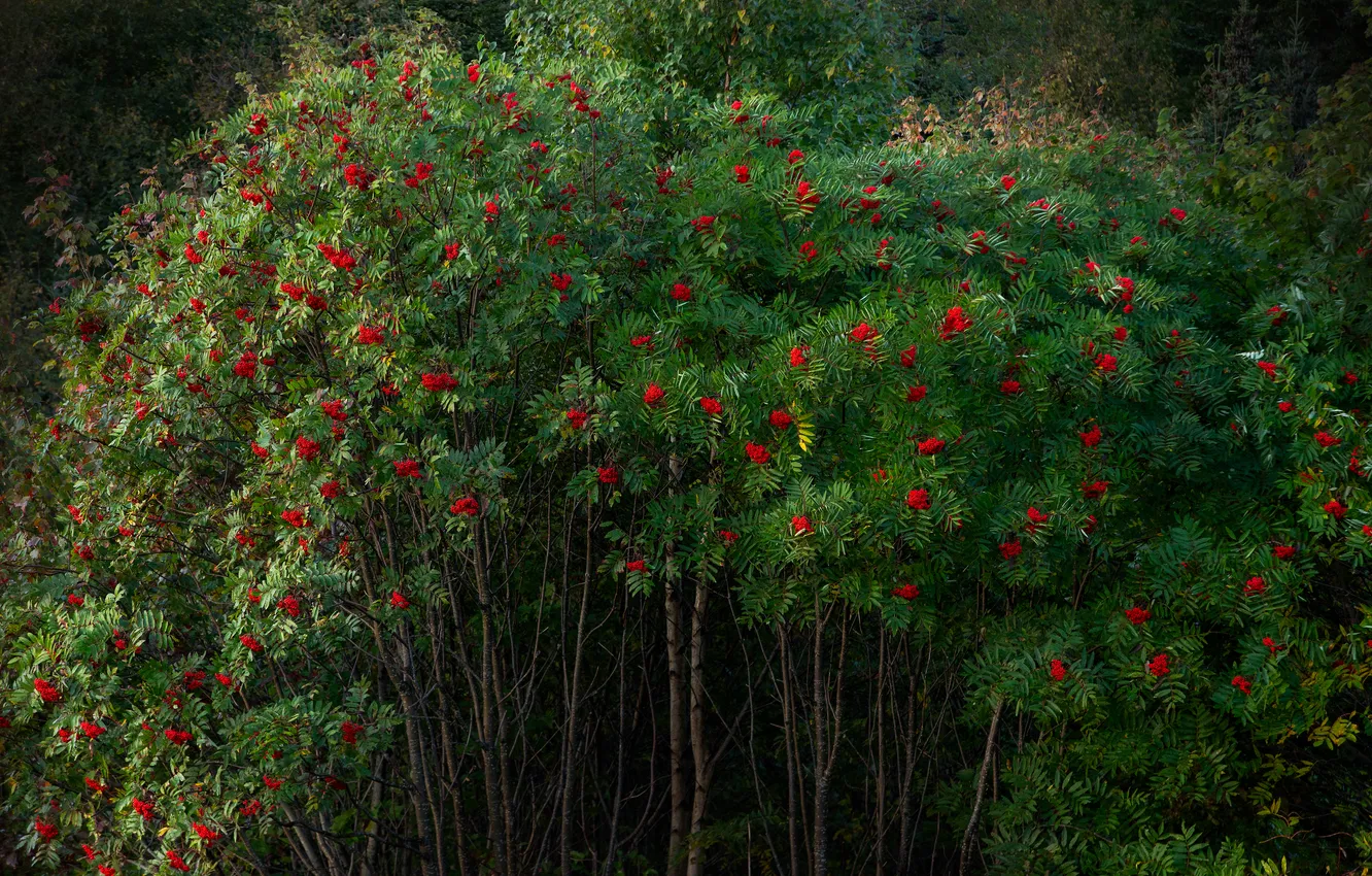 Photo wallpaper greens, autumn, forest, trees, red, nature, berries, thickets