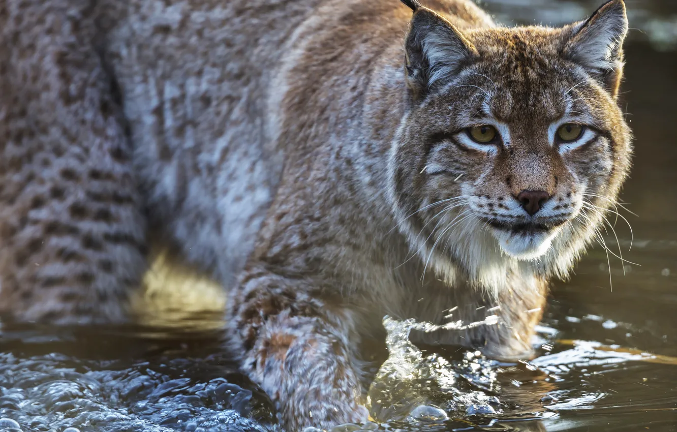 Photo wallpaper cat, look, water, predator, lynx