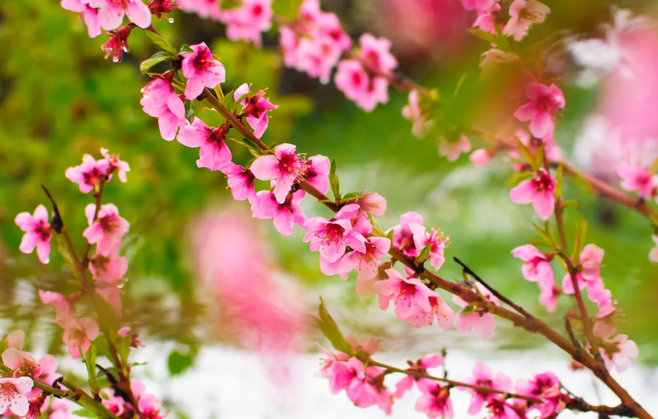 Photo wallpaper flowers, nature, spring, Sakura, flowering