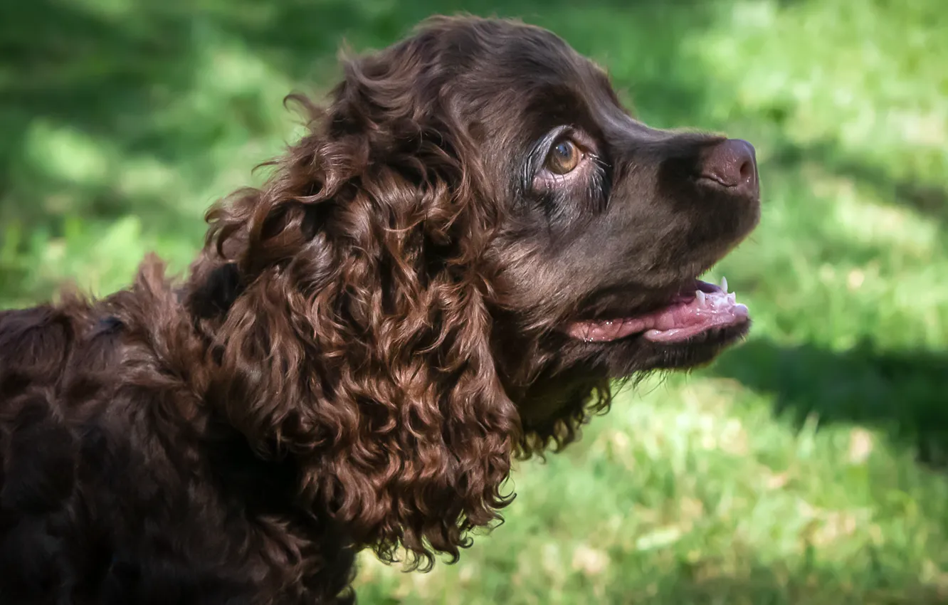 Photo wallpaper puppy, breed, Spaniel