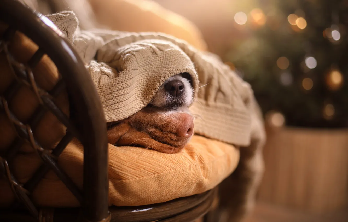 Photo wallpaper face, lights, comfort, heat, together, tree, new year, dog