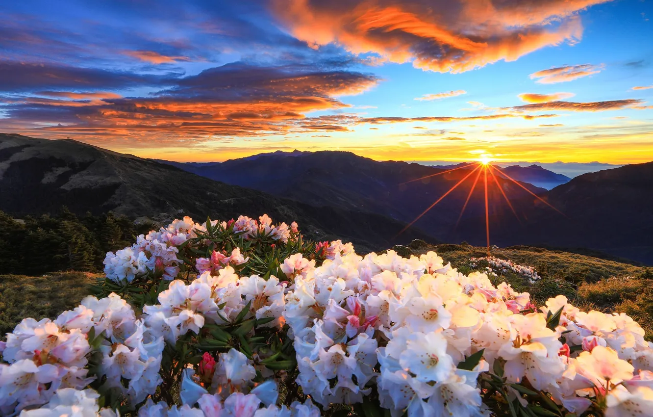 Photo wallpaper sunset, mountains, Taiwan, the bushes, Taiwan, Taroko National Park, rhododendrons, Central Mountain Range