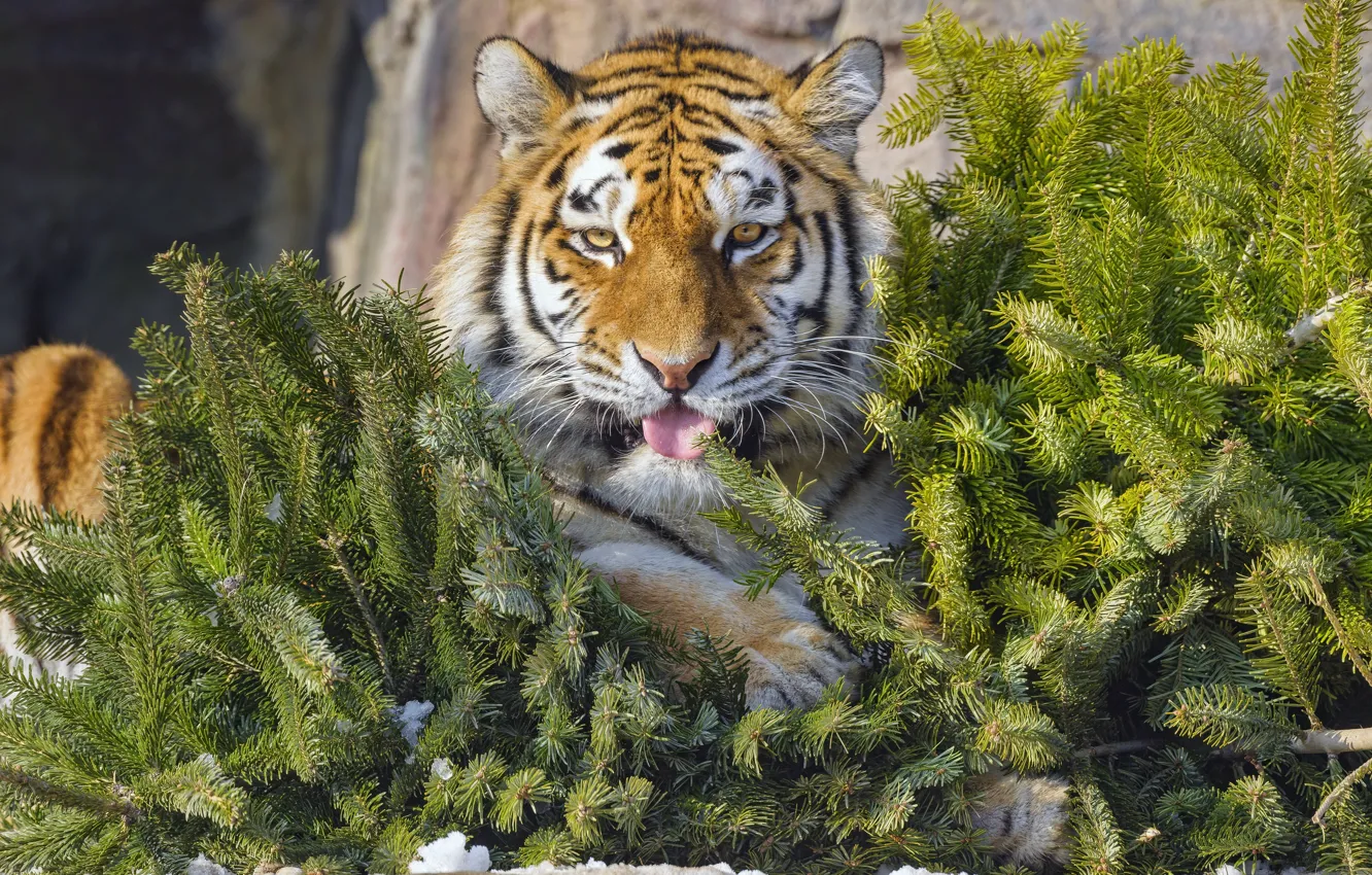 Photo wallpaper language, tiger, needles