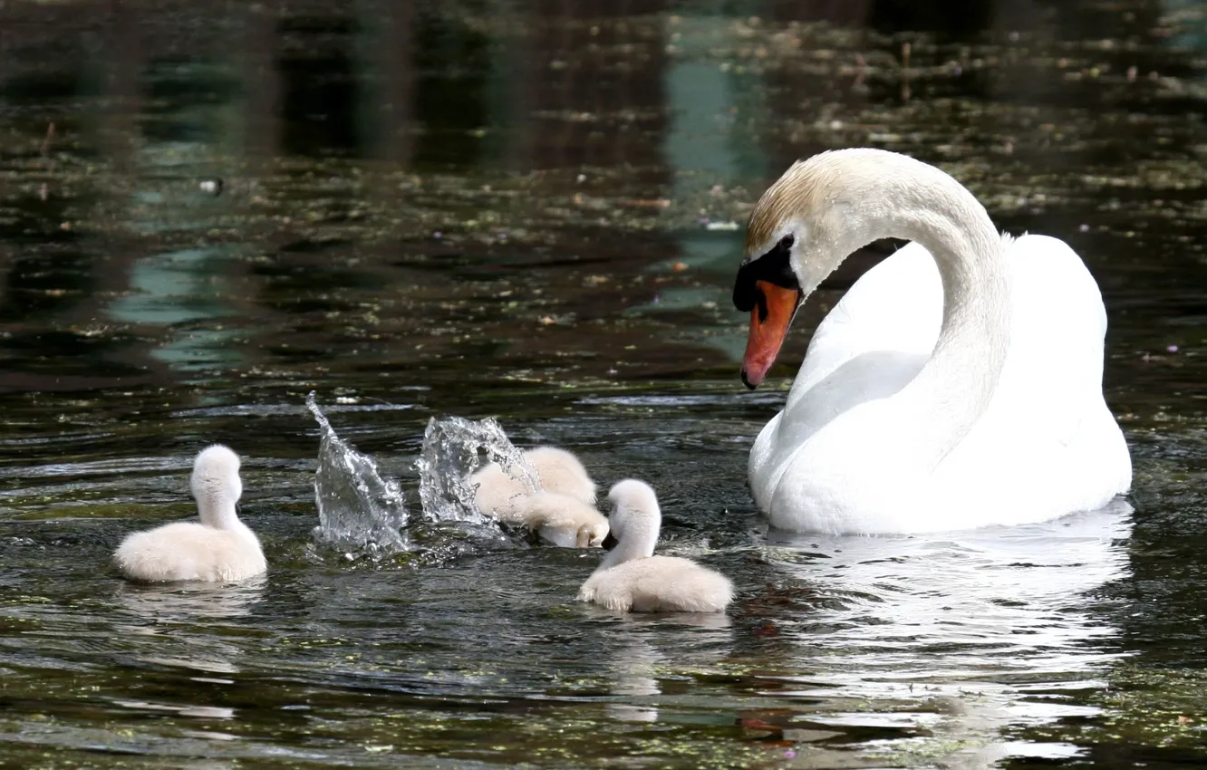 Photo wallpaper WHITE, FAMILY, DROPS, SQUIRT, POND, DIP, POND, SWAN