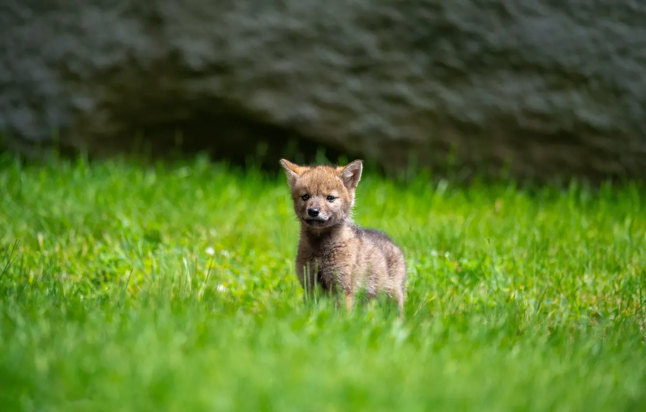 Photo wallpaper grass, wolf, baby, puppy, the cub, coyote