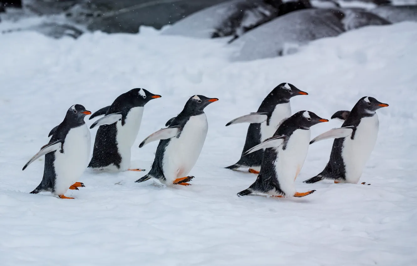 Photo wallpaper winter, snow, birds, nature, pose, penguins, team, penguin