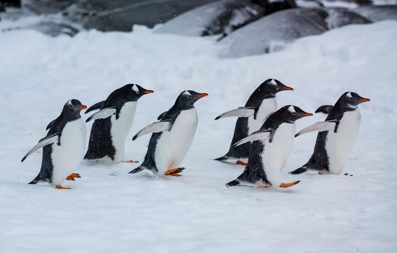 Photo wallpaper winter, snow, nature, pose, bird, penguins, team, walk