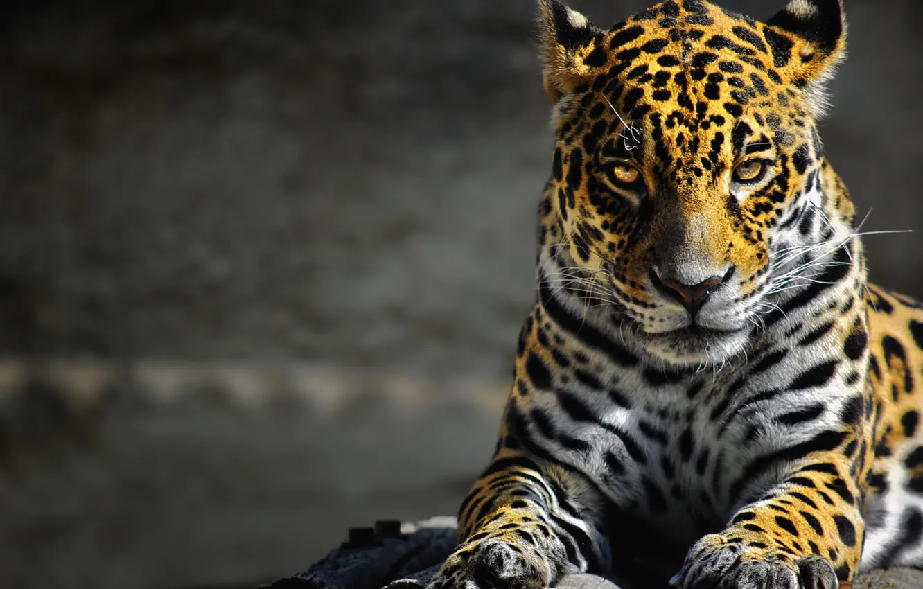 Photo wallpaper animals, tiger, beautiful