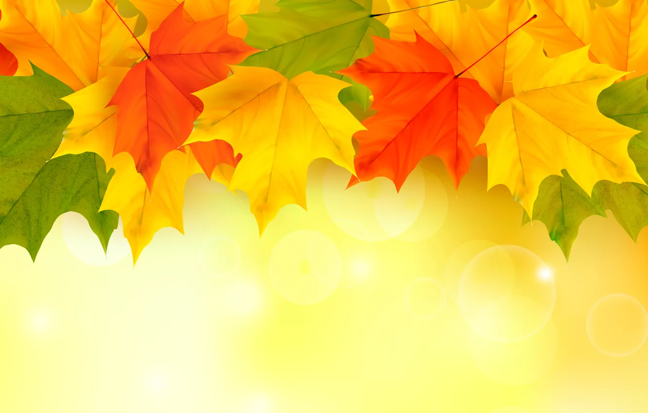 Photo wallpaper leaves, background, autumn, leaves, autumn, maple