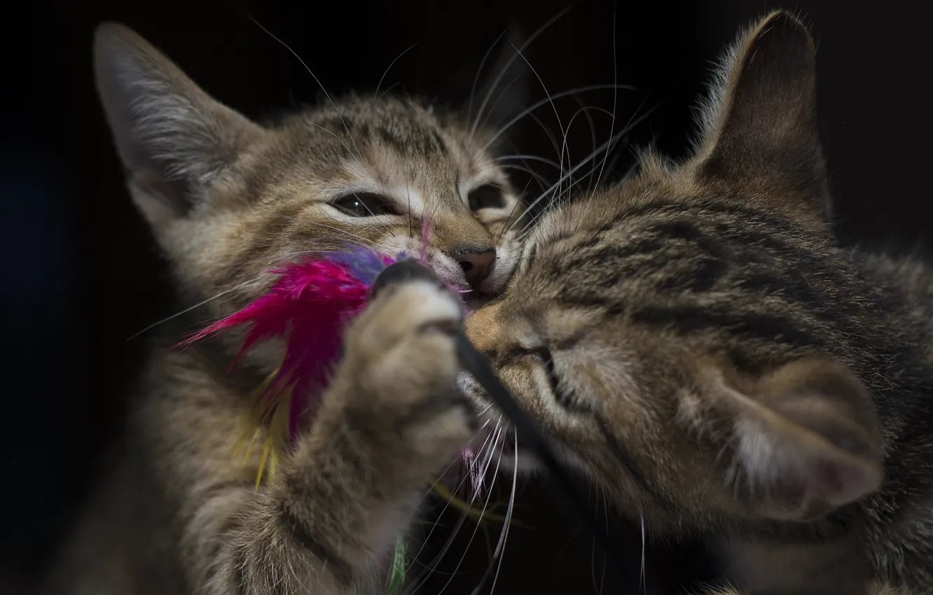 Photo wallpaper cat, the game, pair, kitty, a couple, the dark background