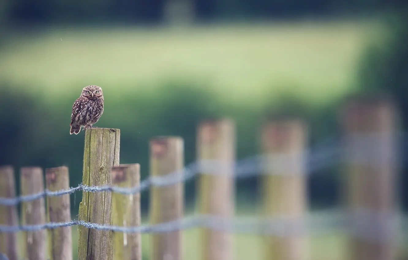 Photo wallpaper nature, owl, bird, the fence