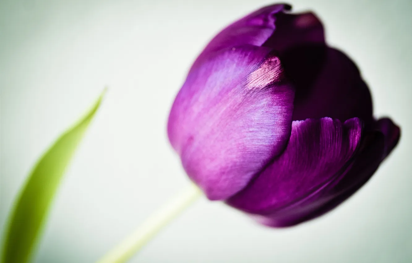 Photo wallpaper flower, Tulip, petals