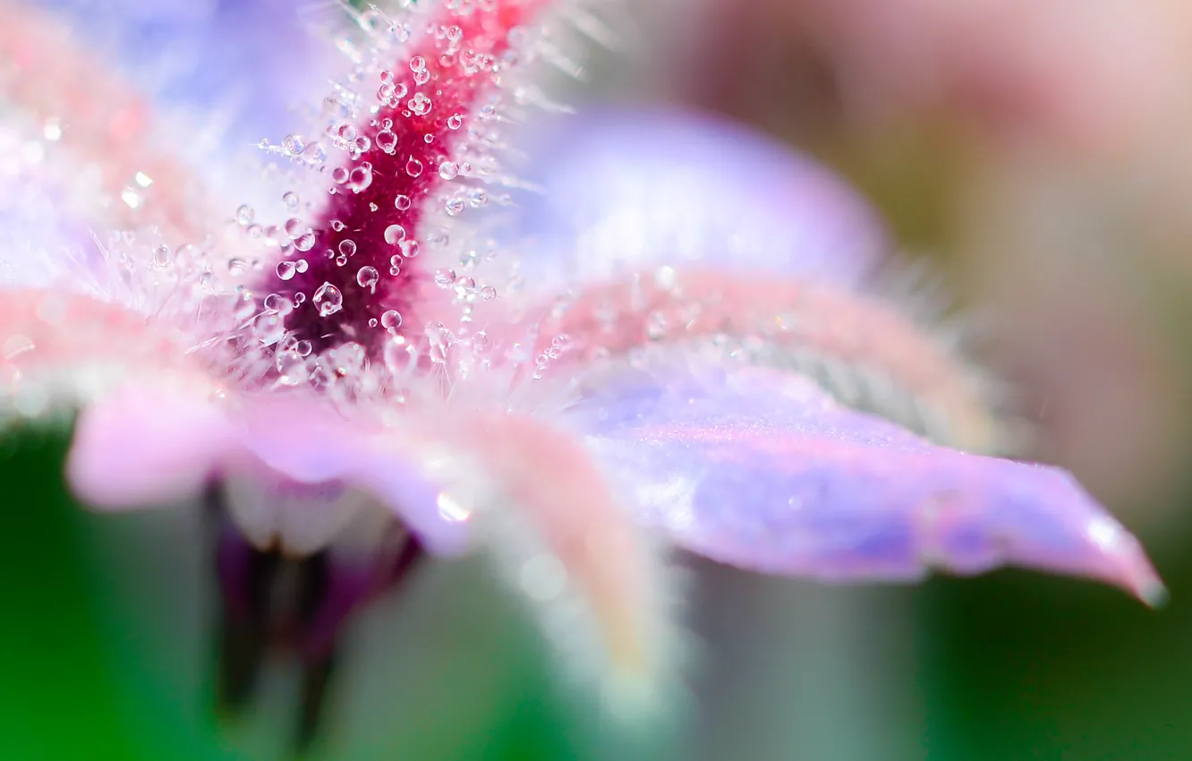 Photo wallpaper flower, water, drops, macro, Rosa