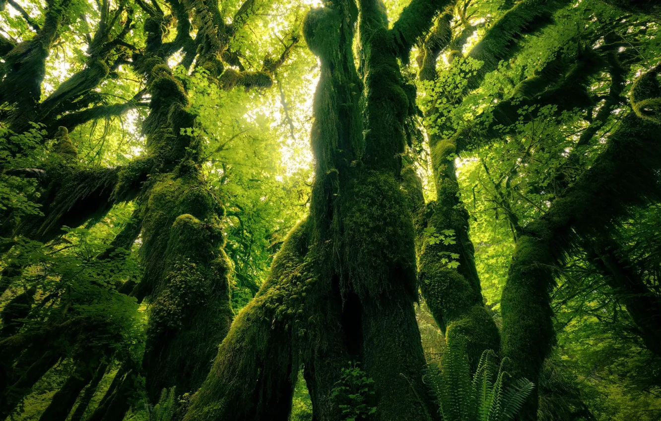 Photo wallpaper greens, forest, trees, trunk