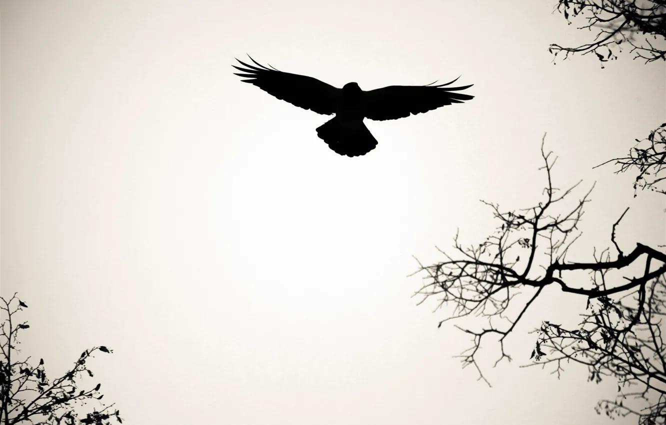 Photo wallpaper BACKGROUND, WINGS, FLIGHT, BIRD, BRANCHES, STROKE, SILHOUETTE, CONTOUR