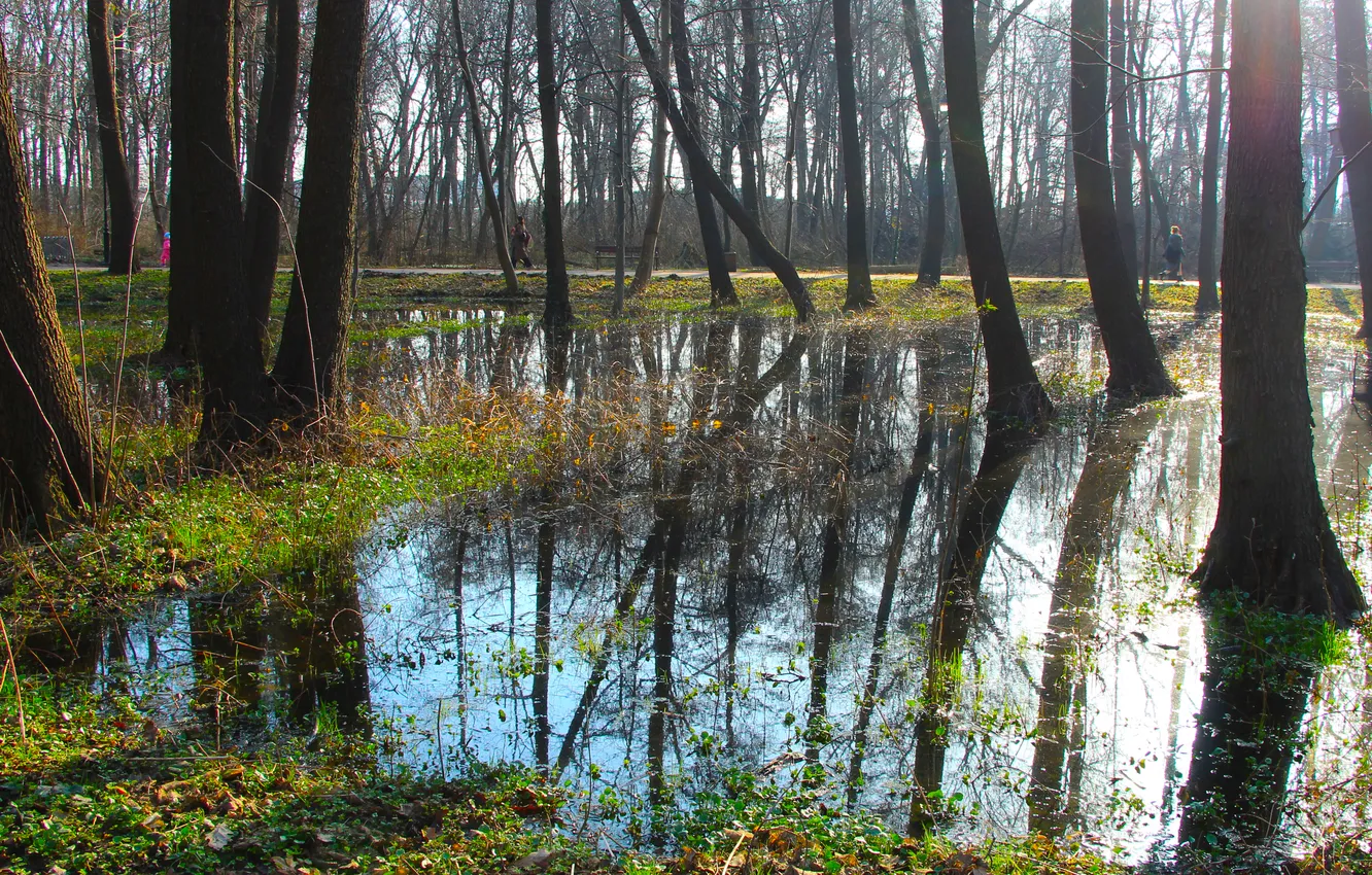 Photo wallpaper forest, water, park