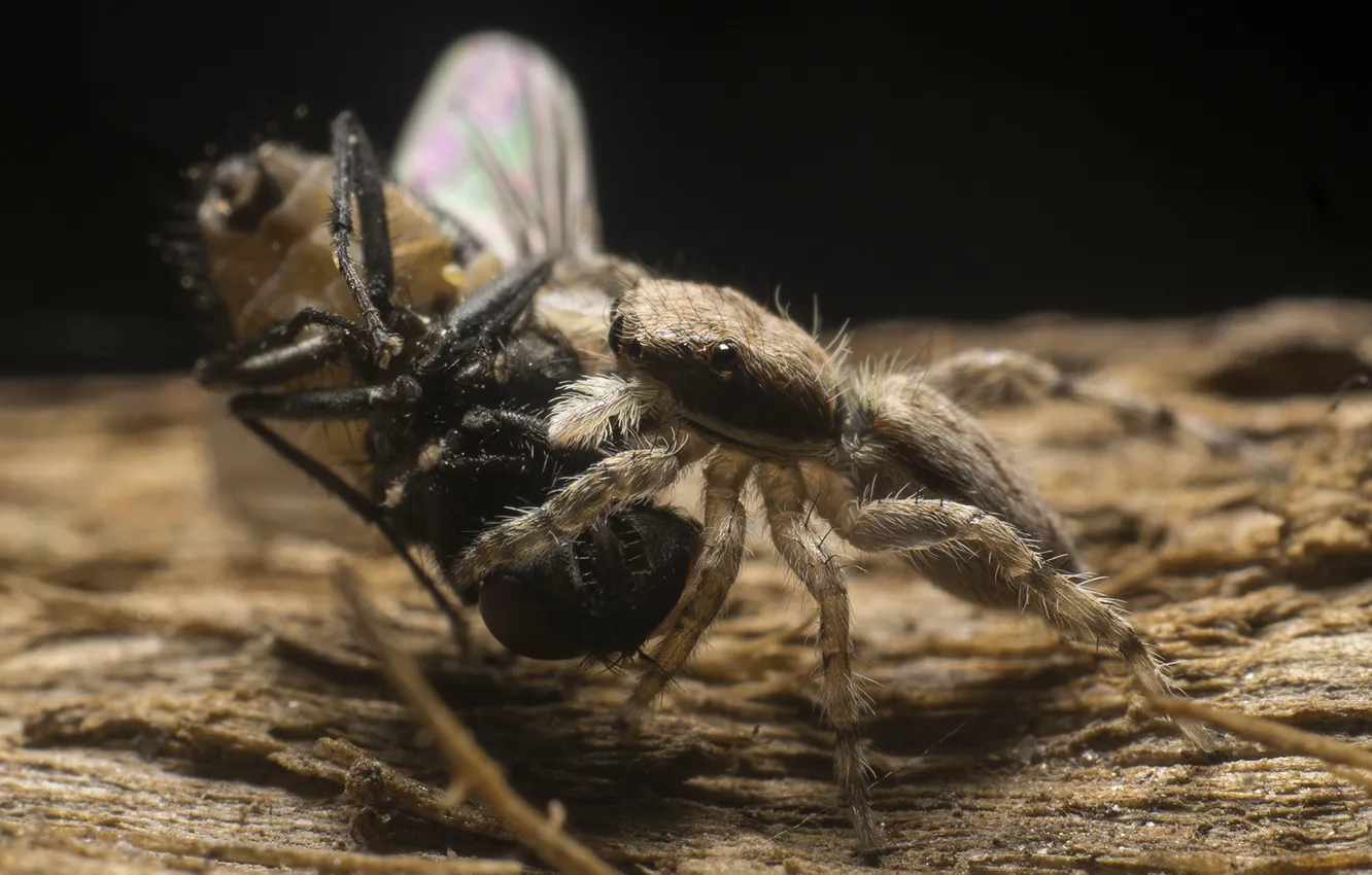 Photo wallpaper fly, Spider, hunter