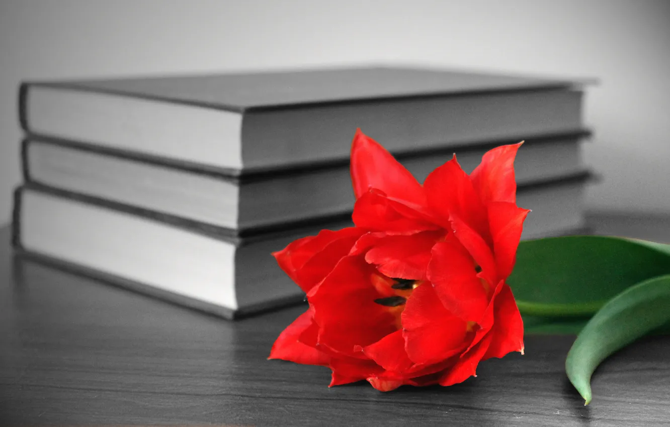 Photo wallpaper flower, red, table, books