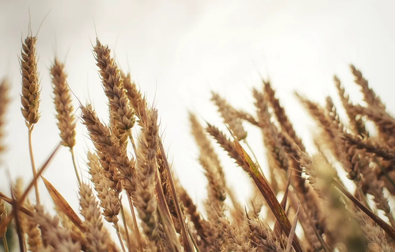Photo wallpaper wheat, macro, spikelets
