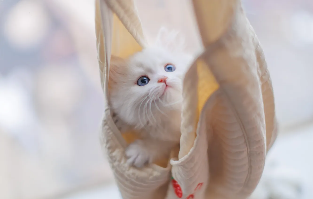 Photo wallpaper cat, look, pose, sweetheart, kitty, face, light background