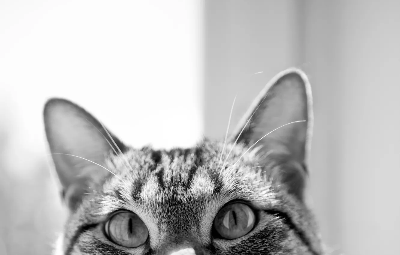 Photo wallpaper eyes, cat, black and white, muzzle, ears, curiosity