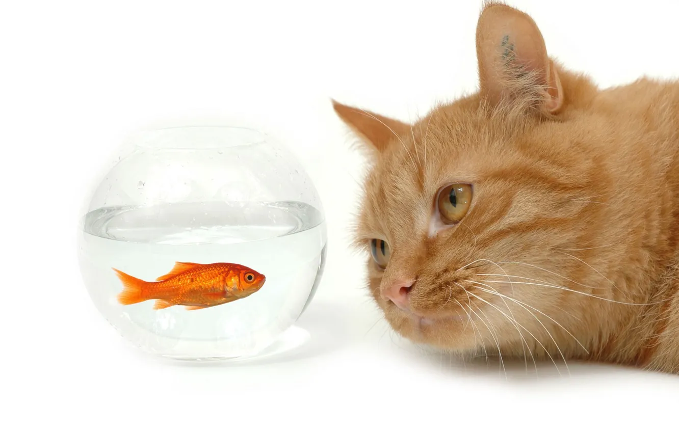 Photo wallpaper cat, face, water, aquarium, red, goldfish