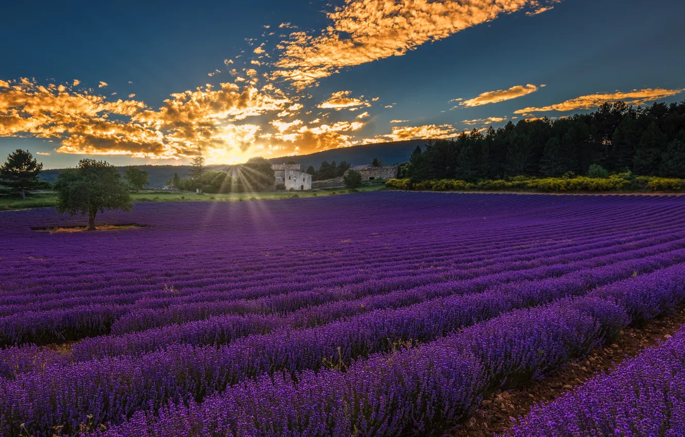 Photo wallpaper field, forest, the sky, clouds, trees, houses, the rays of the sun, lavender