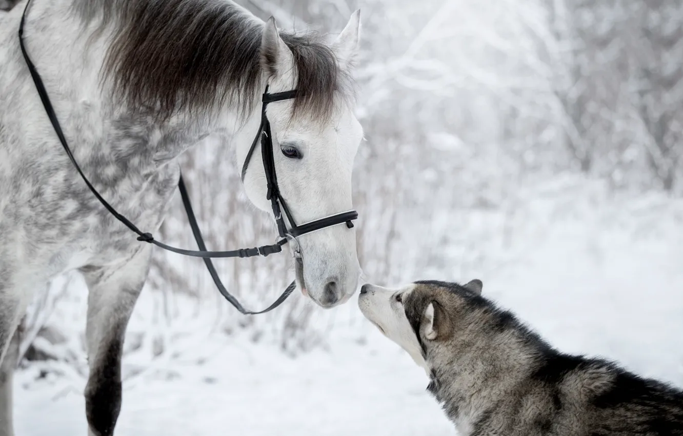 Photo wallpaper winter, horse, feelings, dog, friends, husky