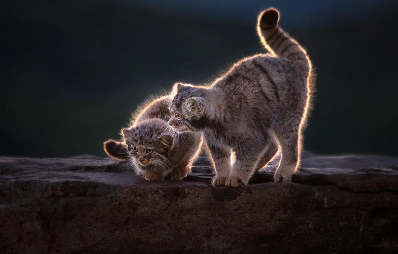 Photo wallpaper nature, pose, stones, cub, kitty, a couple, manul