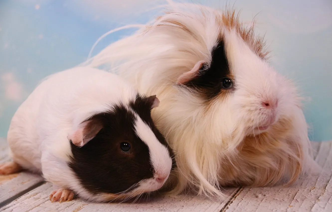 Photo wallpaper look, background, together, Board, Guinea pig, fluffy, white, a couple