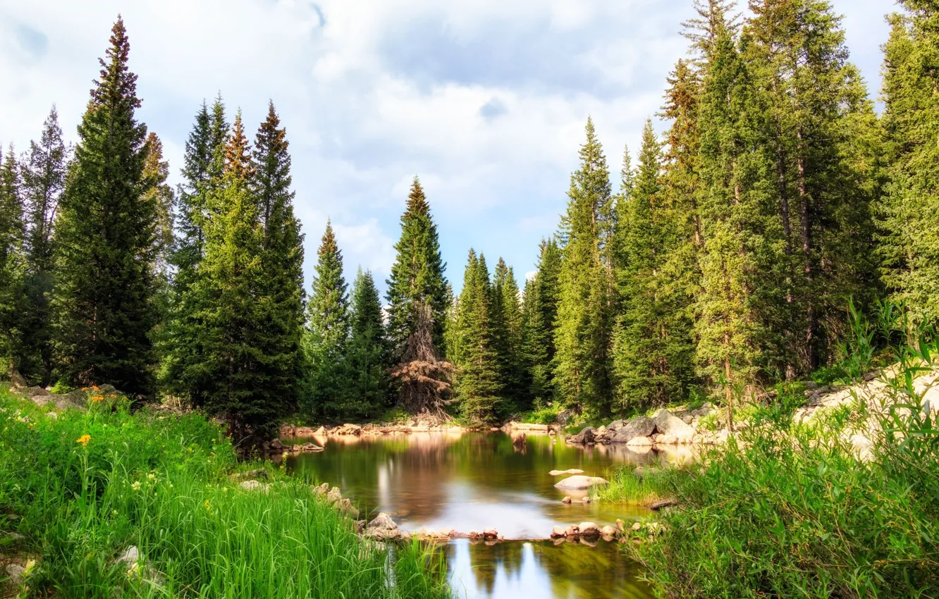 Photo wallpaper forest, nature, lake