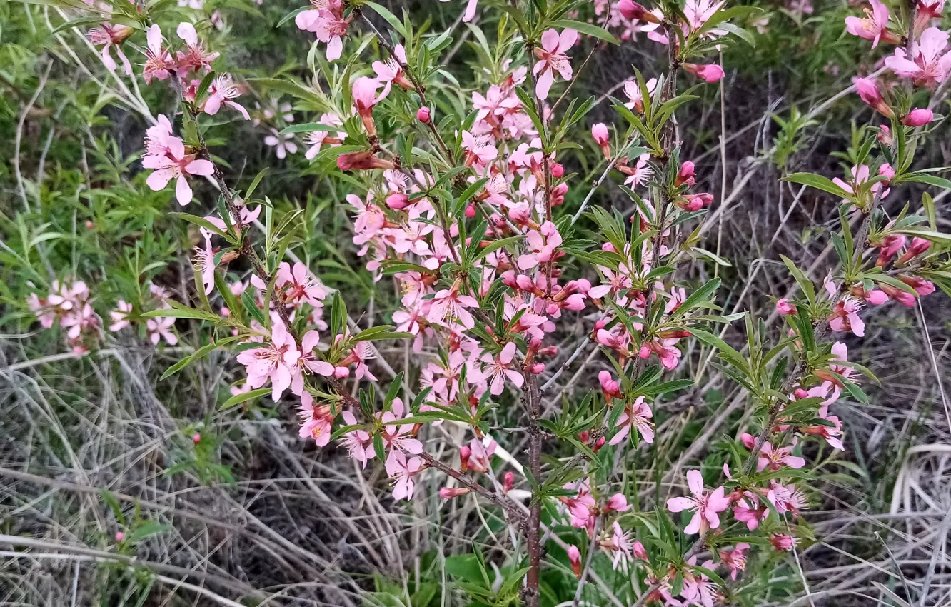 Photo wallpaper flowers, nature, spring, almonds