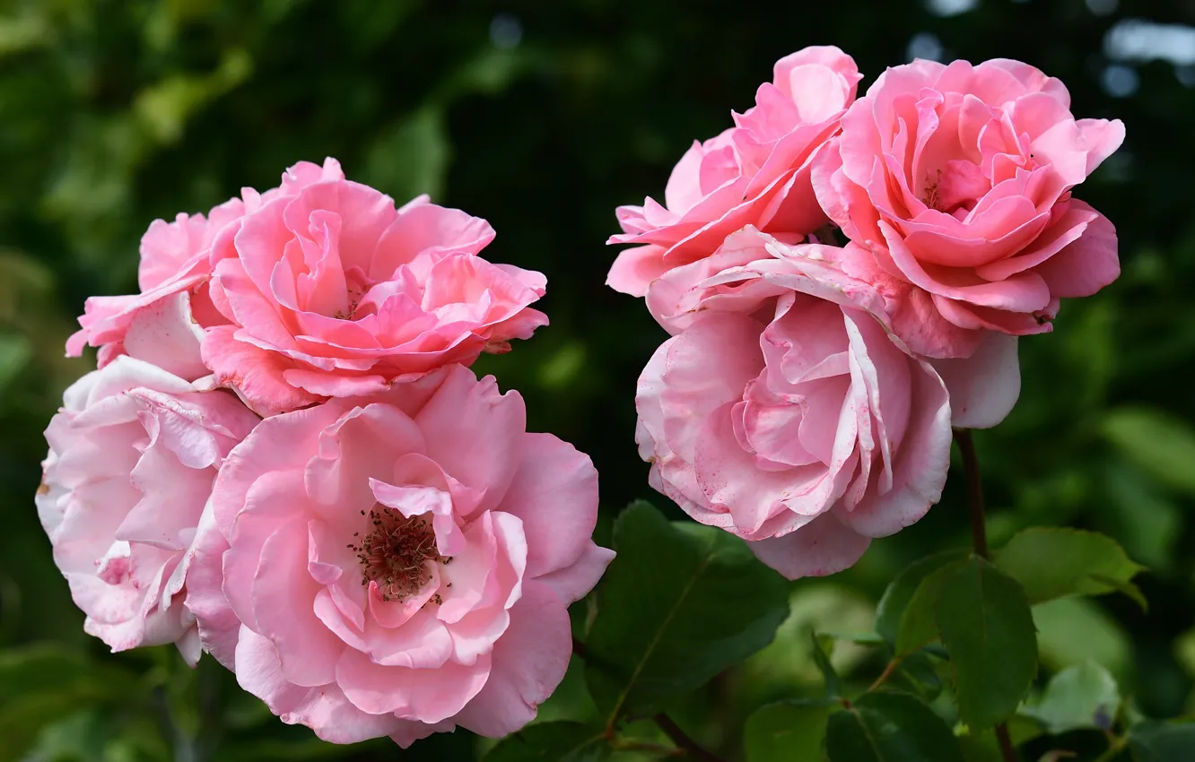 Photo wallpaper roses, pink, the bushes