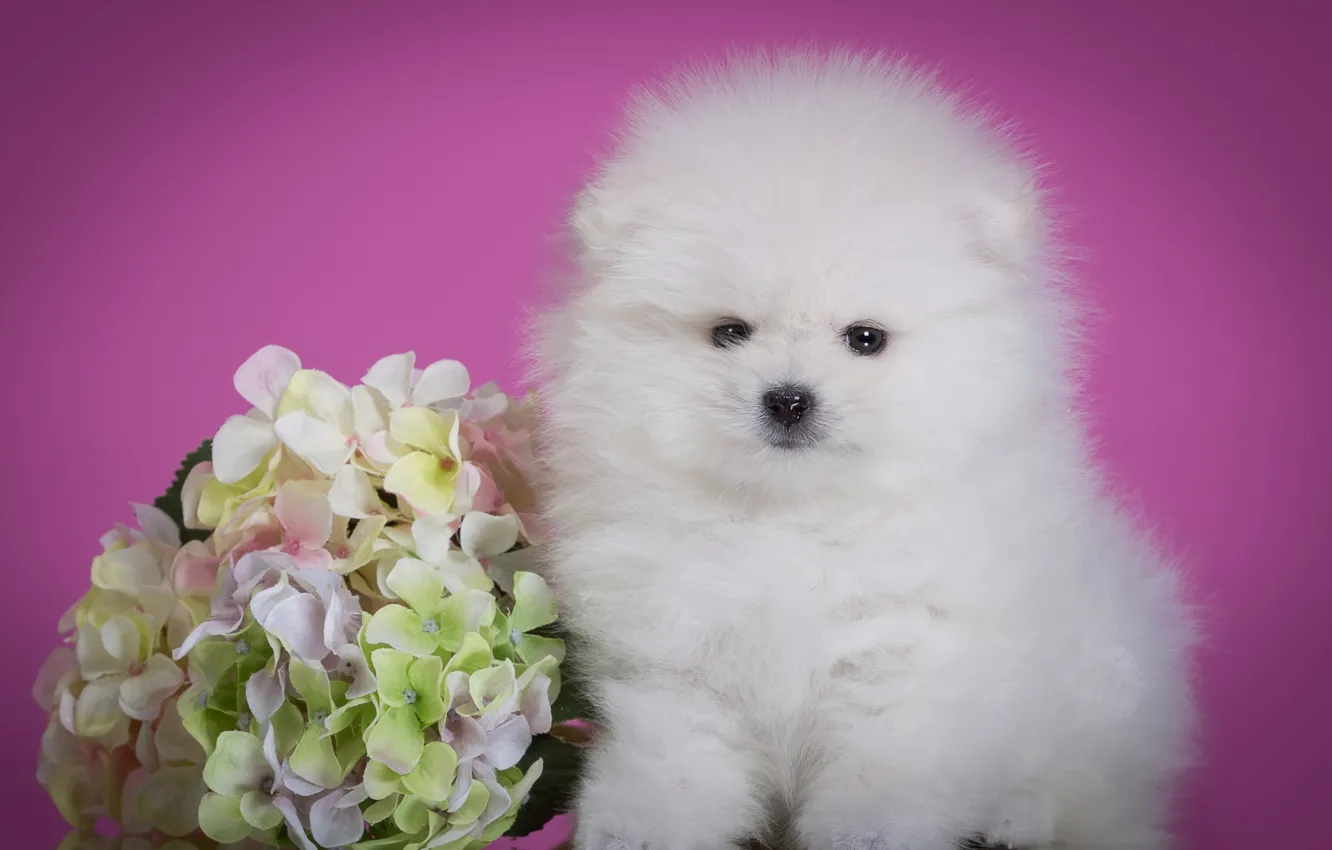 Photo wallpaper white, flowers, sweetheart, fluffy, puppy, hydrangea, Spitz