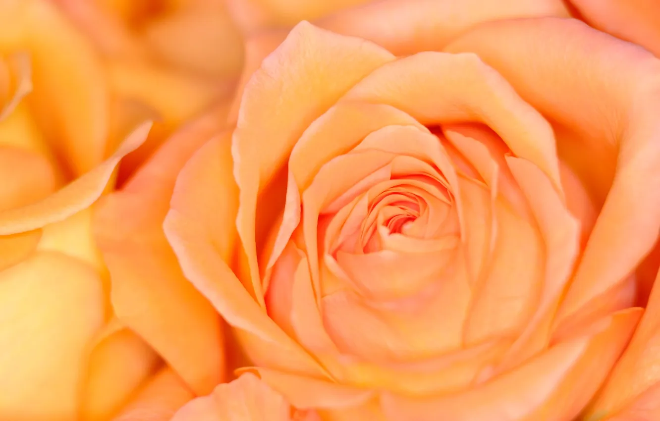 Photo wallpaper macro, flowers, orange, roses