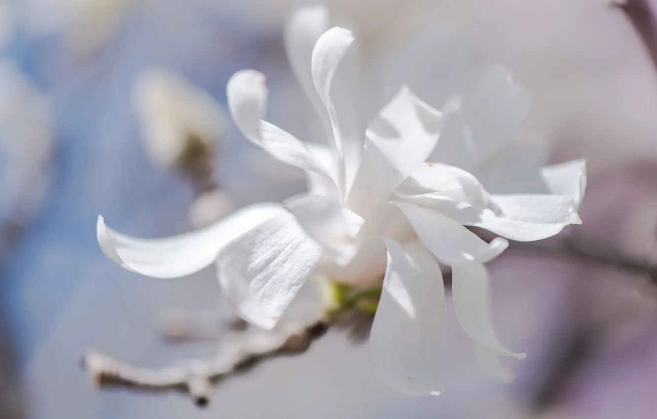 Photo wallpaper light, flowers, branches, beauty, spring, petals, white, buds