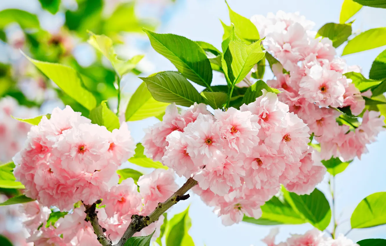 Photo wallpaper flowers, spring, Sakura