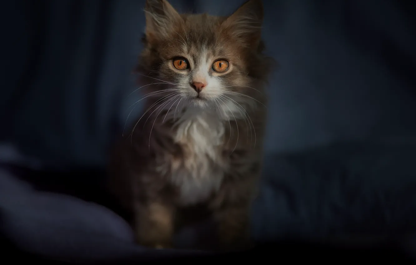 Photo wallpaper look, muzzle, kitty, Victor Kholudeev