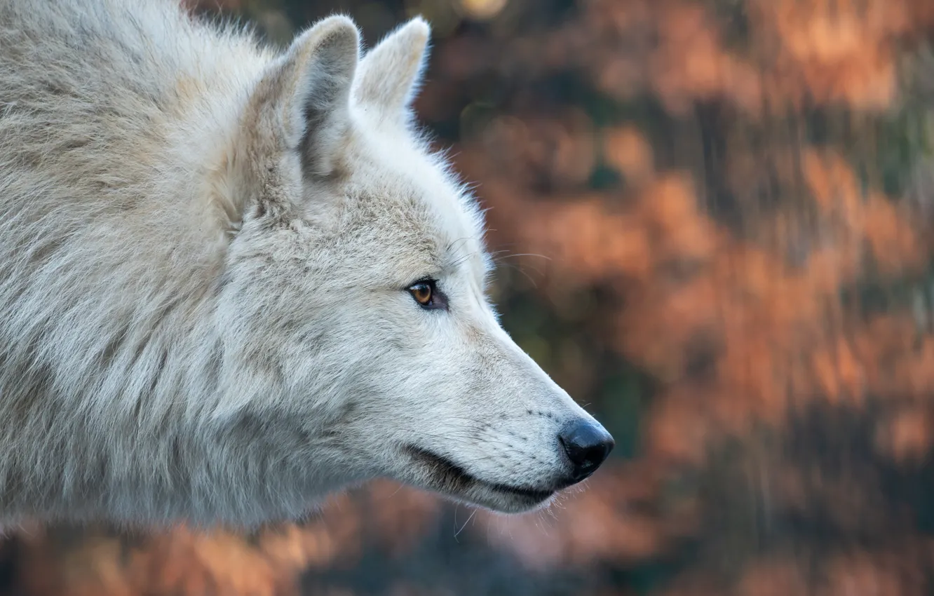 Photo wallpaper face, wolf, profile