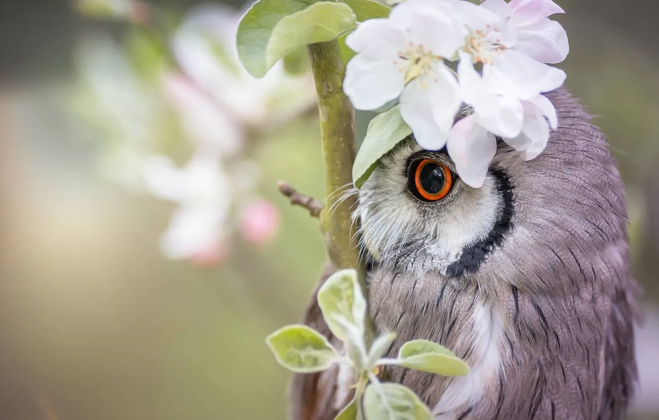 Photo wallpaper look, flowers, branches, nature, pose, owl, bird, spring