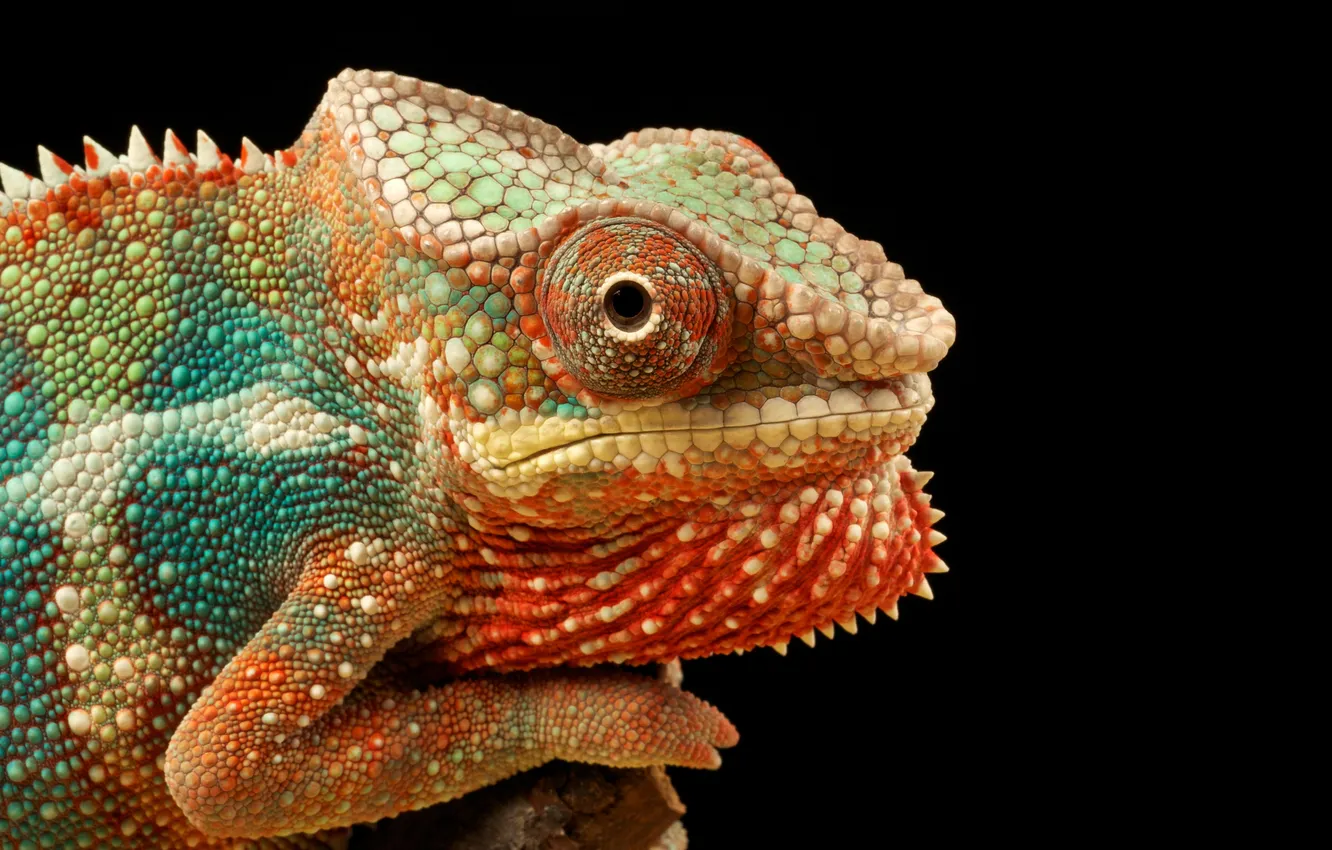 Photo wallpaper eyes, chameleon, color, reptile